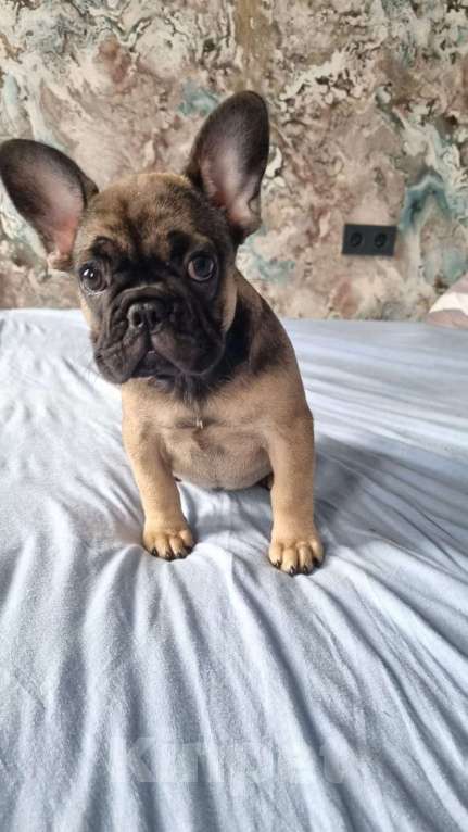 Собаки в других городах Московской области: Продам щенка французского бульдога  Девочка, 25 000 руб. - фото 3