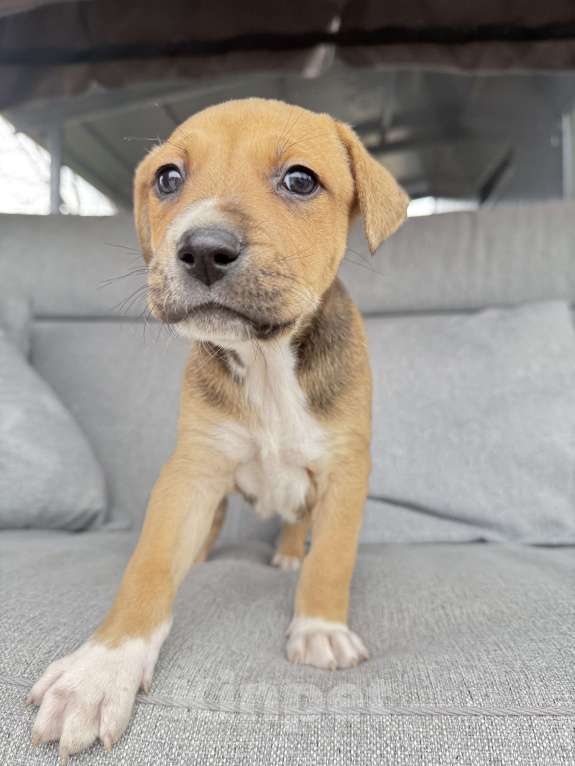 Собаки в других городах Калининградской области: Драма, любовь и хвостатое наследство 🎭🐾 ❤️❤️❤️❤️❤️❤️❤️ Ищем дом для "детей любви"!   Знакомьтесь, Мальчик, Бесплатно - фото 2