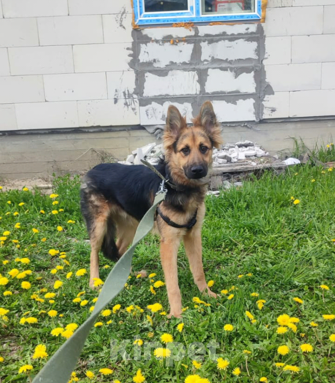 Собаки в Москве: Собака бесплатно. Москва и МО. Самсон. Мальчик, Бесплатно - фото 3