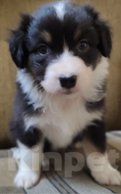 Собаки в Москве: Щенки австралийской овчарки (Аусси) Девочка, Бесплатно - фото 4