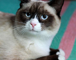 Кошки в Москве: Роскошный тайский котенок Эдвард в добрые руки Мальчик, 1 руб. - фото 1