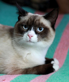 Объявление: Роскошный тайский котенок Эдвард в добрые руки, 1 руб., Москва