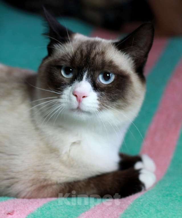 Кошки в Москве: Роскошный тайский котенок Эдвард в добрые руки Мальчик, 1 руб. - фото 1