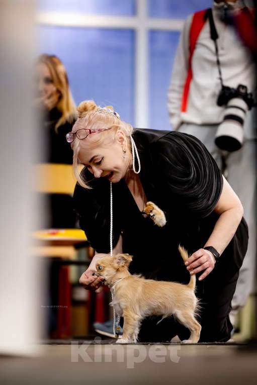 Собаки в Рязани: Щенок чихуахуа предлагается Мальчик, 80 000 руб. - фото 4