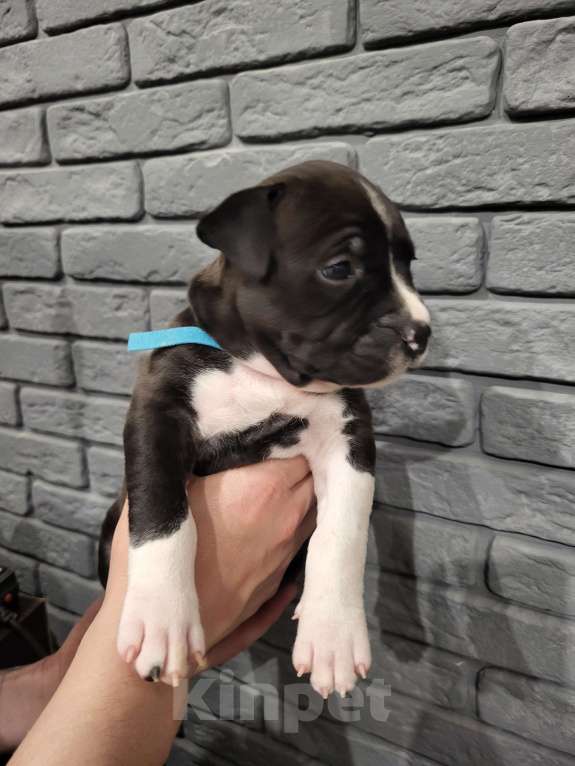 Собаки в других городах Московской области: Щенок стаффордширского терьера  Мальчик, 50 000 руб. - фото 3