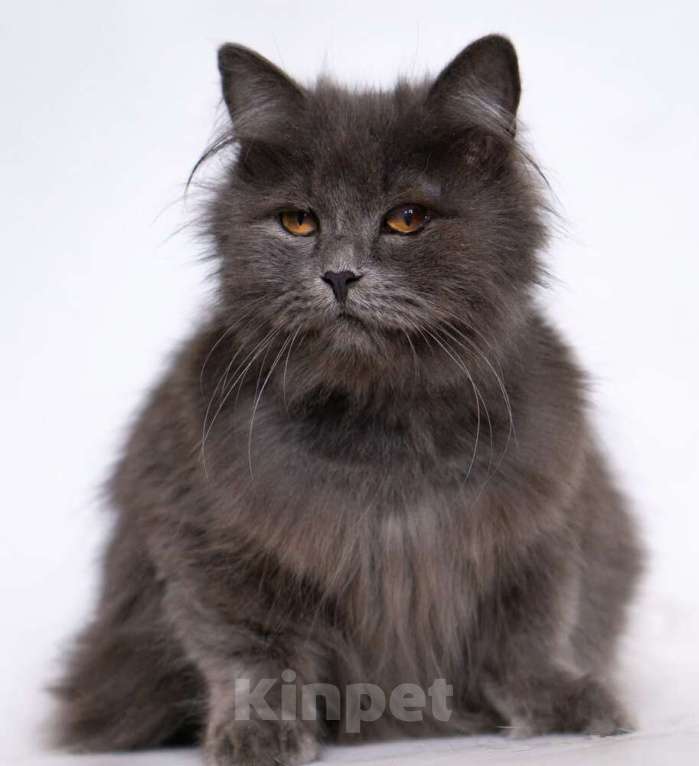 Кошки в Москве: Персидская красавица подросток Мелисса в добрые руки Девочка, Бесплатно - фото 4