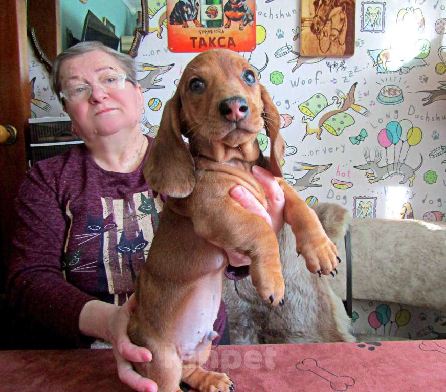 Собаки в Подольске: Щенок таксы стандартной Мальчик, 40 000 руб. - фото 3