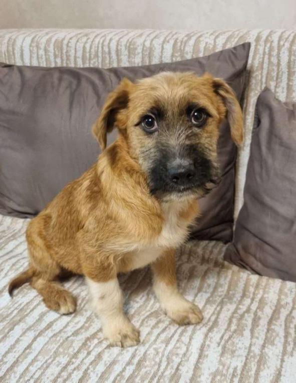 Собаки в Москве: Мультяшный мальчишка – из недавно спасенной семейки Мальчик, Бесплатно - фото 2