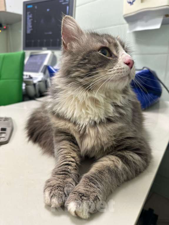 Кошки в Казани: 4,5 кг ПУШИСТОГО СЧАСТЬЯ В ЛЮБЯЩУЮ СЕМЬЮ. Мальчик, Бесплатно - фото 6