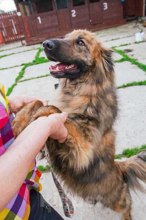 Собаки в Москве: Ласкуша Тигруля в поисках дома и хозяина. Мальчик, Бесплатно - фото 5