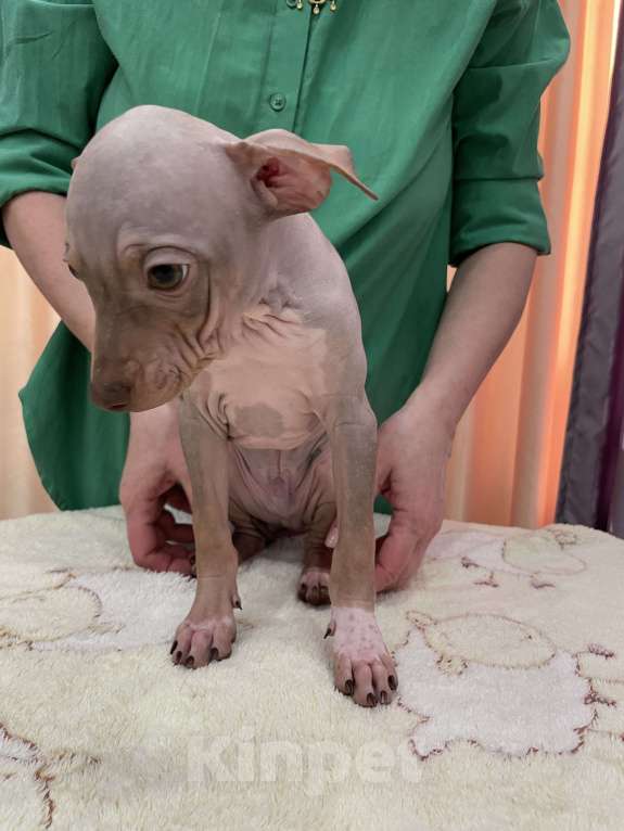 Собаки в Подольске: Предлагается щенок лиловый кобель Мальчик, 40 000 руб. - фото 3