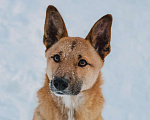 Собаки в Москве: Ищет дом маленький и заводной пёсик по кличке Бантик! Мальчик, Бесплатно - фото 4