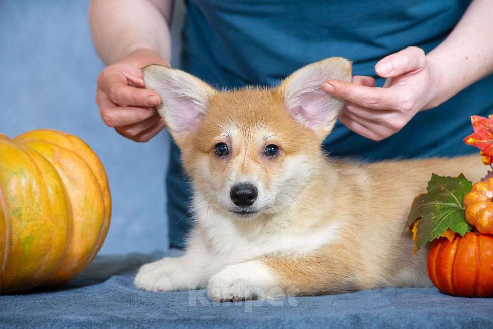 Собаки в Москве: Вельш корги пемброк Девочка, 80 000 руб. - фото 3