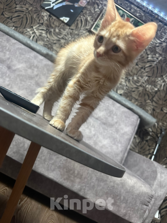 Кошки в Краснодаре: В добрые руки Мальчик, Бесплатно - фото 2