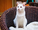 Кошки в Москве: Сладкий добрейший малыш Сахарок ищет дом Мальчик, Бесплатно - фото 4