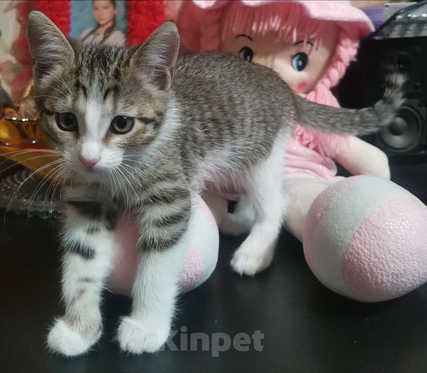 Кошки в Тольятти: Маленький тигренок  Девочка, Бесплатно - фото 1