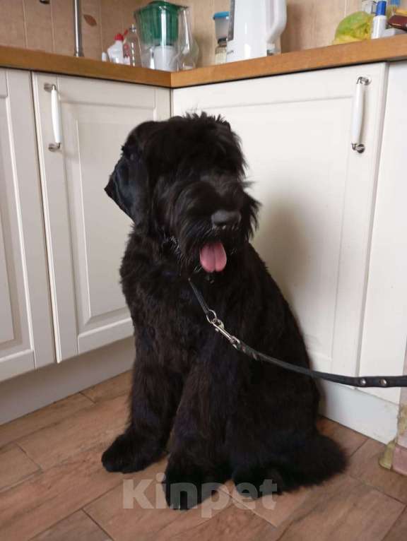 Собаки в Москве: Щенок русского черного терьера Девочка, Бесплатно - фото 5