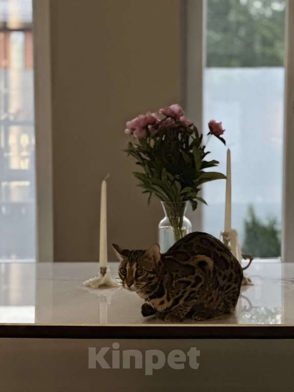 Кошки в Красногорске: Пропал кот Мальчик, Бесплатно - фото 4