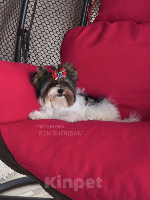 Собаки в Пушкино: Мини девочка Девочка, 100 000 руб. - фото 2