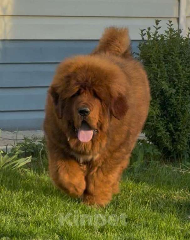 Собаки в Москве: Щенок Тибетского мастифа  Мальчик, 120 000 руб. - фото 2