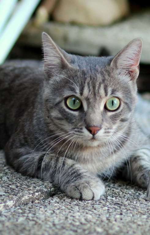 Кошки в Москве: Отдам бесплатно  Мальчик, Бесплатно - фото 1