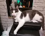 Кошки в Долгопрудном: Взрослый кот вязка Мальчик, Бесплатно - фото 2