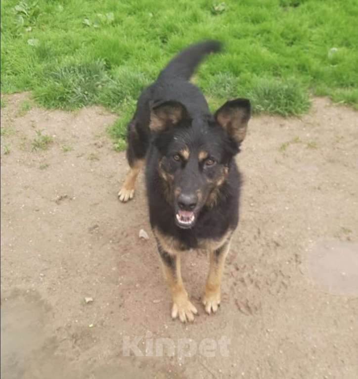 Собаки в Москве: Граф Мальчик, Бесплатно - фото 2