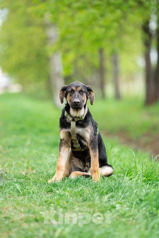 Собаки в Москве: Щенок в дар Мальчик, Бесплатно - фото 3