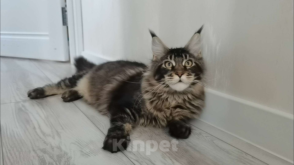 Кошки в Иркутске: Мейн-кун Мальчик, 35 000 руб. - фото 1