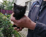 Кошки в Химках: Котята крысоловы Разнополые, Бесплатно - фото 3