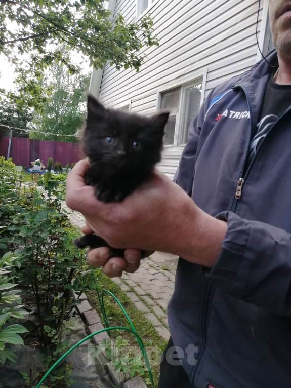 Кошки в Химках: Котята крысоловы Разнополые, Бесплатно - фото 3