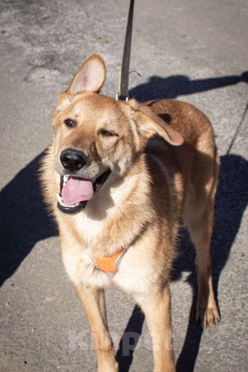 Собаки в Фрязино: Чудесный рыжик Рэм ищет дом  Мальчик, Бесплатно - фото 2