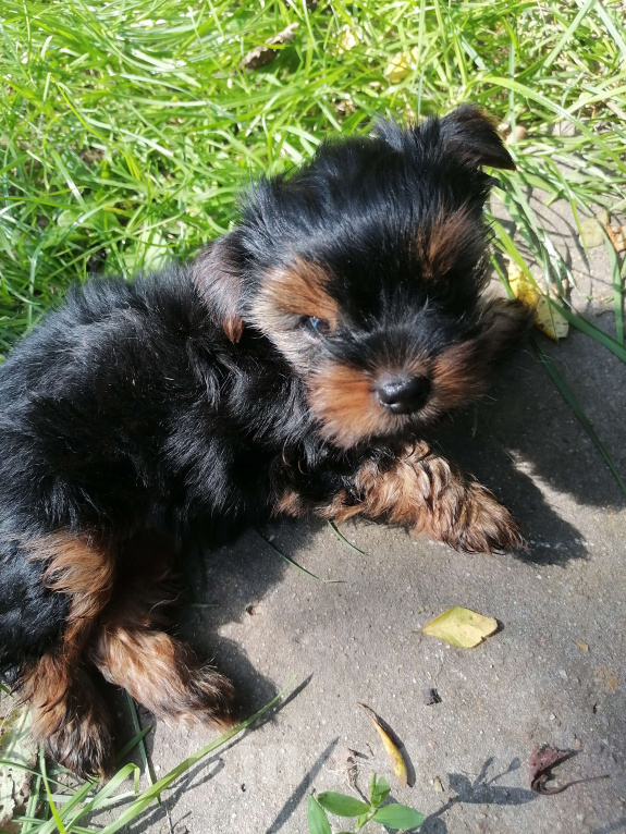 Собаки в Москве: Йоркширский терьер, девочка  Девочка, 40 000 руб. - фото 4