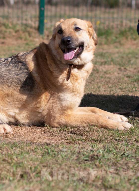 Собаки в Москве: Панда. Собака, которая верит в чудо Девочка, Бесплатно - фото 2
