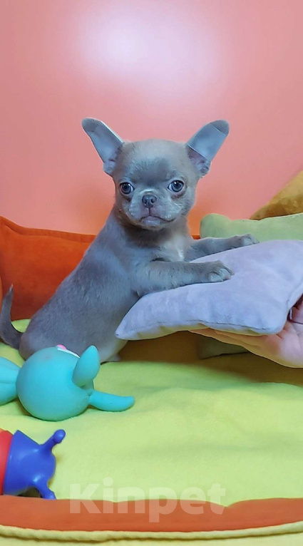 Собаки в Новосибирске: Мальчик лиловый к/ш Мальчик, Бесплатно - фото 2