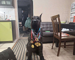 Собаки в Москве: Ризеншнауцер кобель чемпион для вязки  Мальчик, 20 000 руб. - фото 1