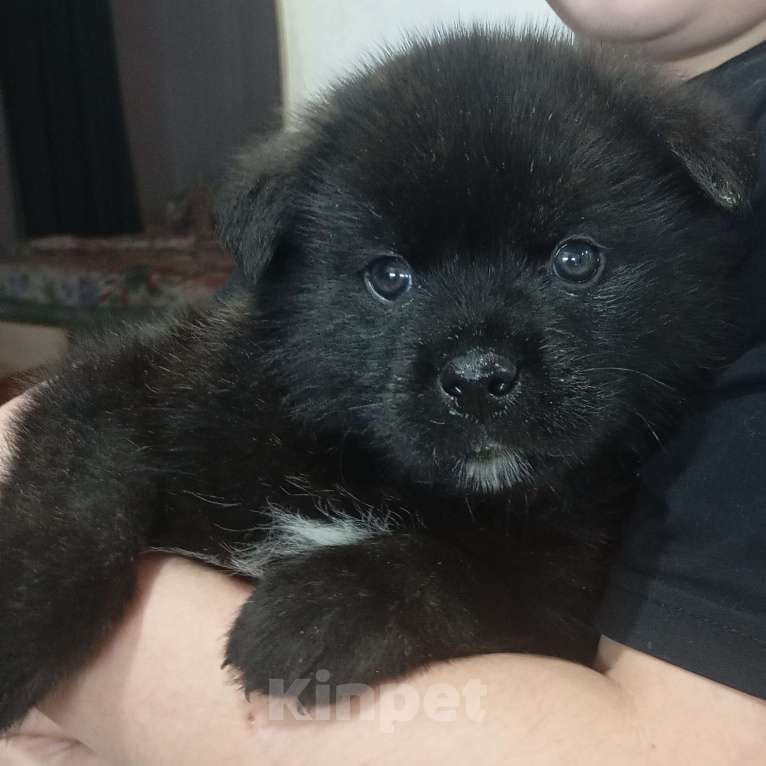 Собаки в Красноярске: Щенок Мальчик, Бесплатно - фото 7