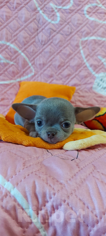 Собаки в Новосибирске: Девочка Чихуахуа Девочка, Бесплатно - фото 4