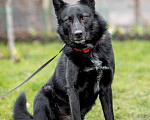 Собаки в Москве: Черный красавец Эдик, самый верный в мире пес в добрые руки Мальчик, 10 руб. - фото 5