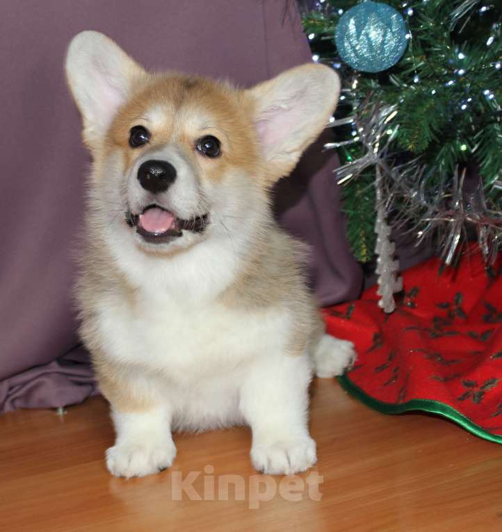 Собаки в Санкт-Петербурге: Корги пемброк девочка  Девочка, 80 000 руб. - фото 3