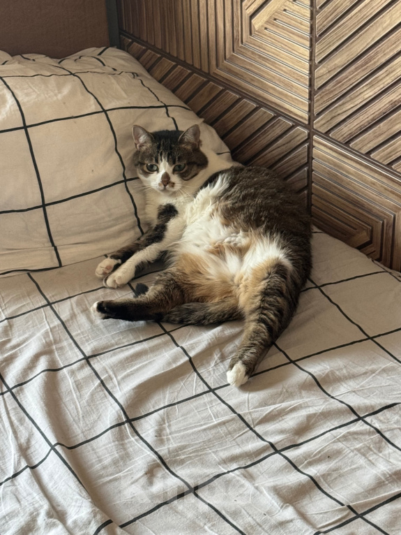Кошки в Москве: Кошка Булка, в добрые руки Девочка, Бесплатно - фото 1