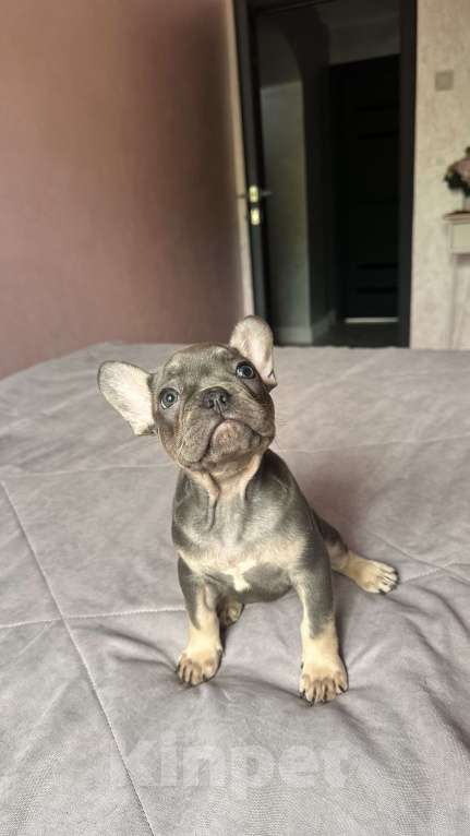 Собаки в Иркутске: Лютер Мартин  Мальчик, 70 000 руб. - фото 6