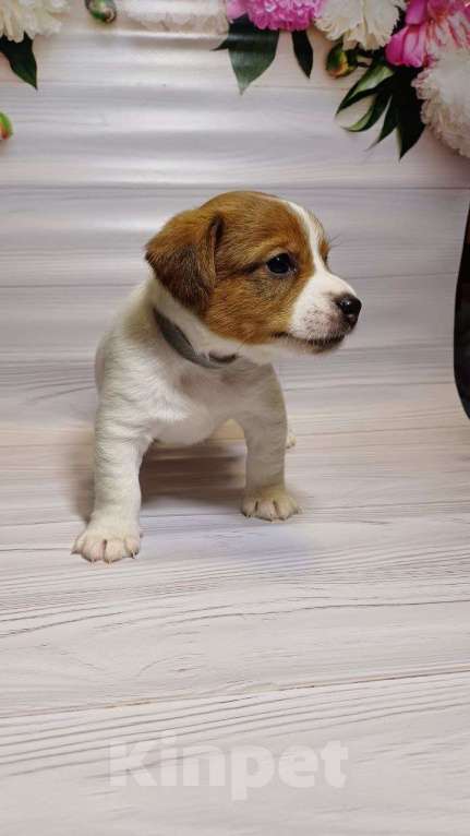 Собаки в Москве: Щенки Джек рассел терьер Мальчик, 25 000 руб. - фото 4
