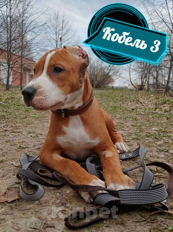 Собаки в Томске: Американский стафордширский терьер кобель  Мальчик, 40 000 руб. - фото 4