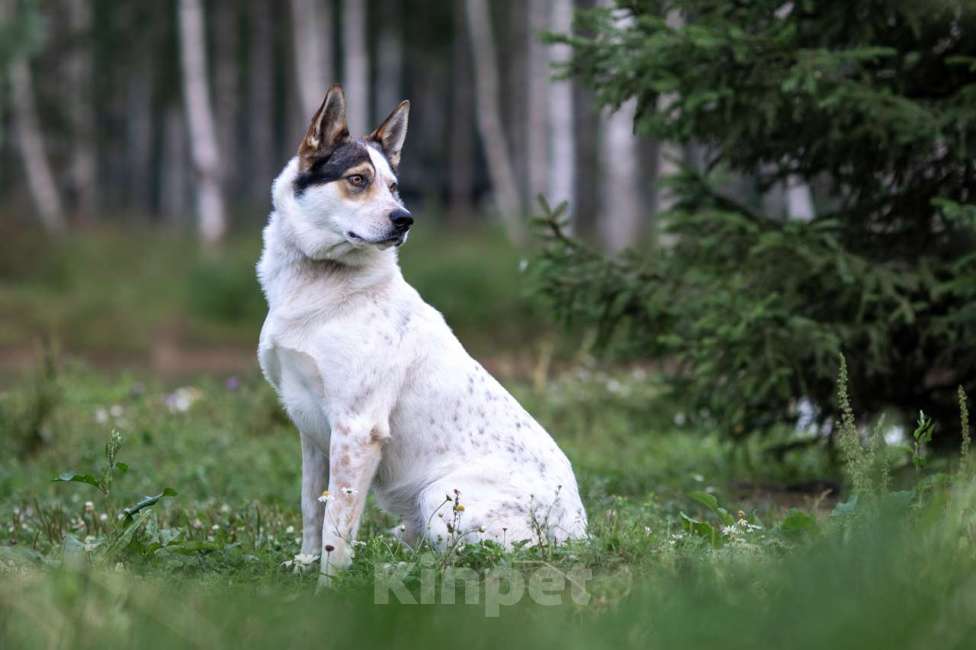 Собаки в Москве: Белка Девочка, Бесплатно - фото 4
