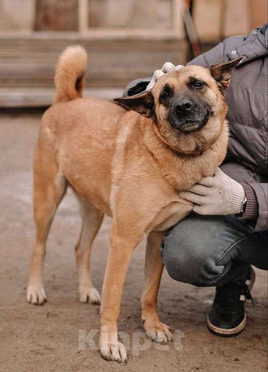 Собаки в Санкт-Петербурге: Красивая домашняя собака Плюша ищет дом Девочка, Бесплатно - фото 6