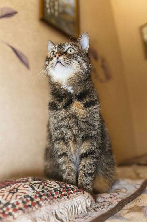 Кошки в Санкт-Петербурге: Кошка в добрые руки Девочка, 10 руб. - фото 2