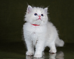 Кошки в Ростове-на-Дону: Котенок регдолл Девочка Девочка, Бесплатно - фото 2