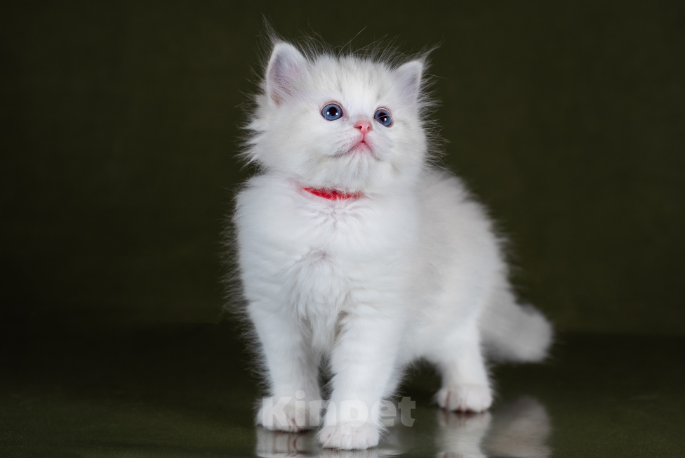 Кошки в Ростове-на-Дону: Котенок регдолл Девочка Девочка, Бесплатно - фото 2