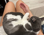 Кошки в Москве: Нежный котик Том в добрые руки Мальчик, Бесплатно - фото 5
